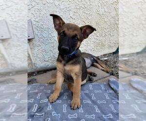 Mutt Dogs for adoption in Camarillo, CA, USA