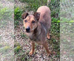 Chinese Shar-Pei-Unknown Mix Dogs for adoption in Johnson City, TN, USA