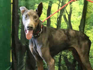 Doberman Pinscher Dogs for adoption in Forestville, MD, USA