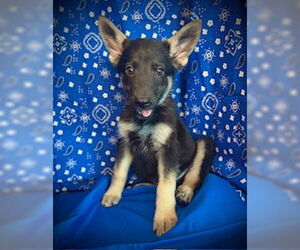 Australian Kelpie-Unknown Mix Dogs for adoption in Pleasanton, TX, USA