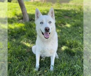 Siberian Husky Dogs for adoption in Modesto, CA, USA