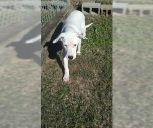 Labrador Retriever Dogs for adoption in Bauxite, AR, USA