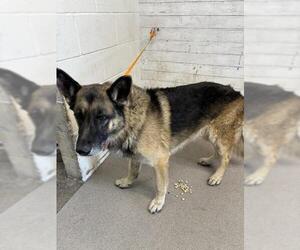 German Shepherd Dog Dogs for adoption in San Bernardino, CA, USA