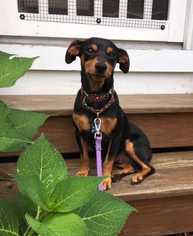 Doxie-Pin Dogs for adoption in Durham, NC, USA