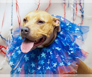 Mutt Dogs for adoption in Sanford, FL, USA