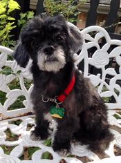 Poodle (Miniature) Dogs for adoption in Euless, TX, USA
