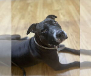 American Pit Bull Terrier Dogs for adoption in Denton, TX, USA