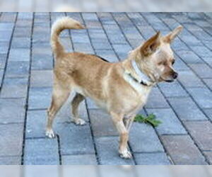 Chihuahua Dogs for adoption in Salinas, CA, USA