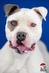 American Staffordshire Terrier Dogs for adoption in Yoder, CO, USA