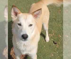 Shiba Inu-Siberian Husky Mix Dogs for adoption in Guthrie, OK, USA