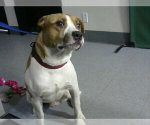 American Bulldog Dogs for adoption in Big Bear City, CA, USA