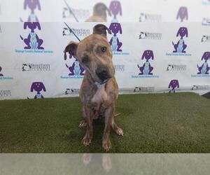American Pit Bull Terrier Dogs for adoption in Orlando, FL, USA