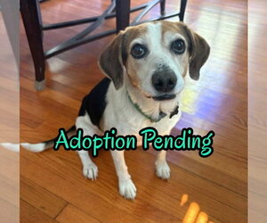 Beagle-Unknown Mix Dogs for adoption in Dunnellon, FL, USA