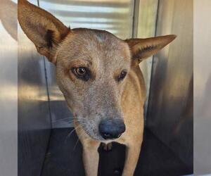 Mutt Dogs for adoption in San Antonio, TX, USA
