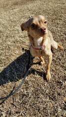 Chipin Dogs for adoption in Altus, OK, USA