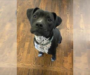 Bullboxer Pit Dogs for adoption in Wichita, KS, USA