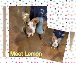 Catahoula Leopard Dog Dogs for adoption in San Marcos, TX, USA