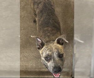 American Pit Bull Terrier Dogs for adoption in San Bernardino, CA, USA