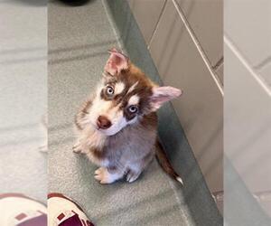 Siberian Husky Dogs for adoption in Baytown, TX, USA