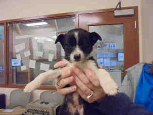 Border Collie Dogs for adoption in Upland, CA, USA