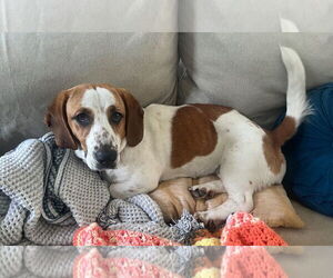 Basset Hound Dogs for adoption in Brookville, OH, USA