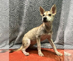 Mutt Dogs for adoption in Wetumpka, AL, USA