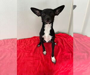 Chihuahua Dogs for adoption in Osgood, IN, USA