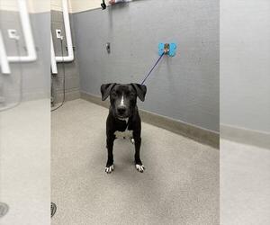 American Pit Bull Terrier-Unknown Mix Dogs for adoption in Las Vegas, NV, USA