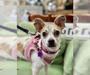 Chihuahua-Unknown Mix Dogs for adoption in Mundelein, IL, USA