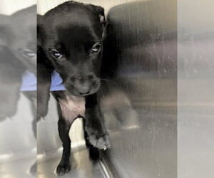 Labrador Retriever Dogs for adoption in Houston, TX, USA