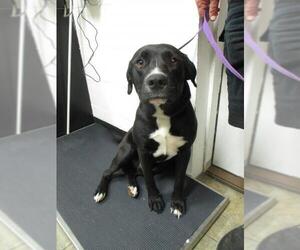 American Bulldog-Labrador Retriever Mix Dogs for adoption in Starke, FL, USA