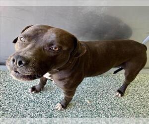 American Pit Bull Terrier-Unknown Mix Dogs for adoption in Salisbury, NC, USA