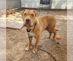 Chinese Shar-Pei Dogs for adoption in Austin, TX, USA