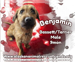 Basset Hound-Unknown Mix Dogs for adoption in Anchorage, AK, USA