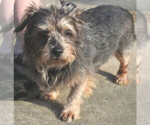 Mutt Dogs for adoption in Alexander, AR, USA