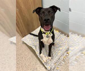 Labrador Retriever-Unknown Mix Dogs for adoption in Brighton, CO, USA