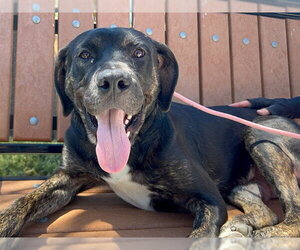 Mastiff-Unknown Mix Dogs for adoption in Orange, CA, USA