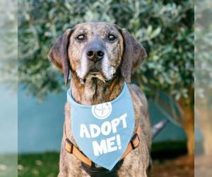 Plott Hound Dogs for adoption in Pacific Grove, CA, USA