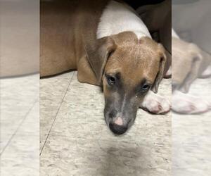 American Pit Bull Terrier Dogs for adoption in Plano, TX, USA