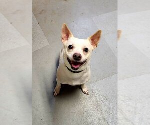Shiba Inu-Unknown Mix Dogs for adoption in Perth Amboy, NJ, USA