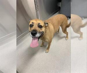 Boxer-Unknown Mix Dogs for adoption in Fairbanks, AK, USA