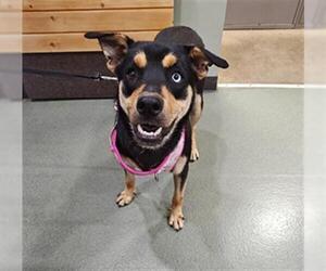 Doberman Pinscher-Unknown Mix Dogs for adoption in Upland, CA, USA
