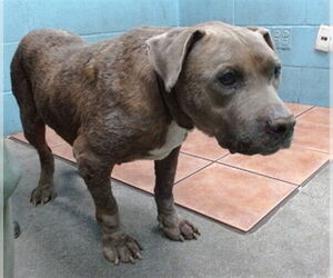 Bullboxer Pit Dogs for adoption in Downey, CA, USA