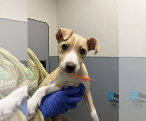 American Pit Bull Terrier-Unknown Mix Dogs for adoption in Las Vegas, NV, USA