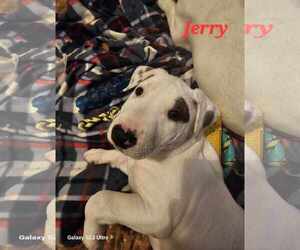 American Pit Bull Terrier-Bull Terrier Mix Dogs for adoption in Waterloo, IA, USA