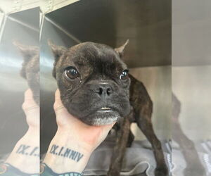 French Bulldog Dogs for adoption in New Orleans, LA, USA