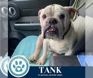 Bulldog Dogs for adoption in Kimberton, PA, USA