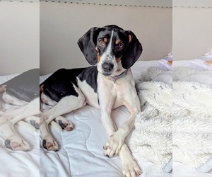 Mutt Dogs for adoption in Westwood, NJ, USA