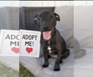 Mutt Dogs for adoption in Royal Palm Beach, FL, USA