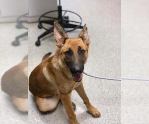 German Shepherd Dog-Unknown Mix Dogs for adoption in Visalia, CA, USA